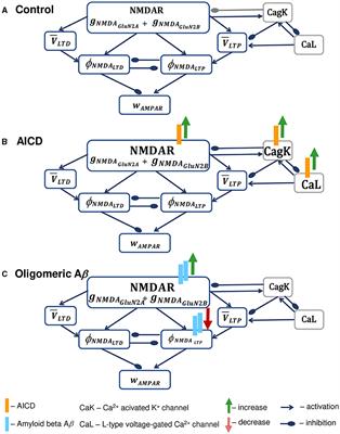 Altered synaptic plasticity at hippocampal CA1–CA3 synapses in Alzheimer's disease: integration of amyloid precursor protein intracellular domain and amyloid beta effects into computational models